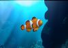 My Aquarium For WiiWare Ready For Download