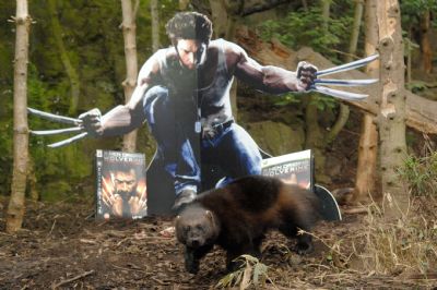 Wolverine makes an appearance at Edinburgh Zoo